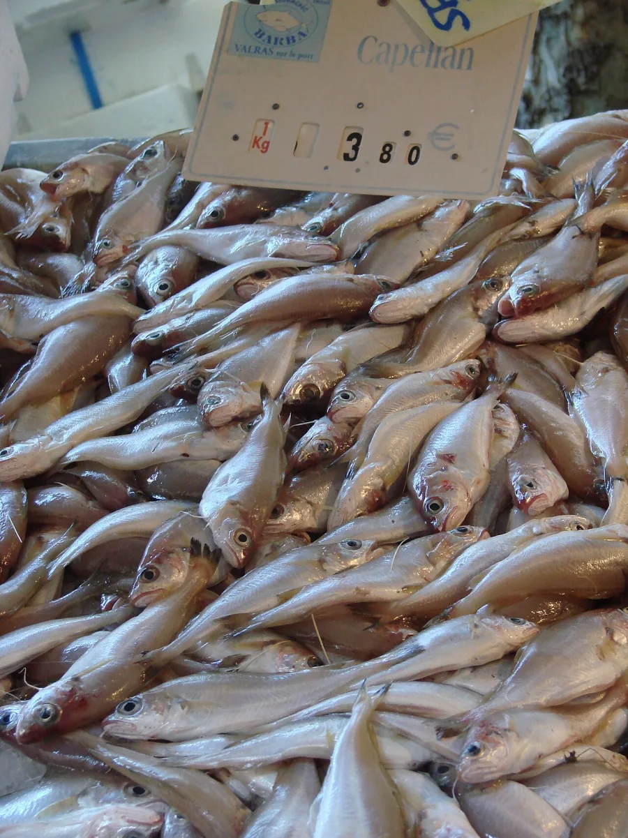 Poisson vapeur, beurre blanc léger, photographie illustrative issue de Wikimedia Commons